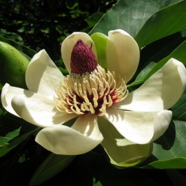 Organic Japanese Bigleaf Magnolia Seeds (Magnolia Obovata)