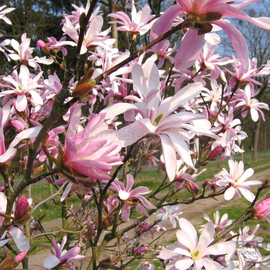 Organic Magnolia loebneri Seeds