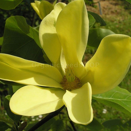 Organic Magnolia acumina Seeds