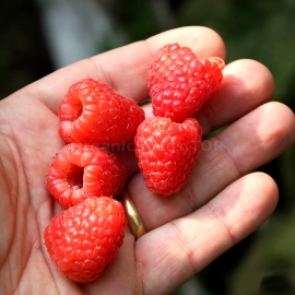 «Sugana» - Organic Raspberry Seeds