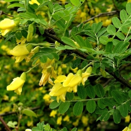 Siberian peashrub Seeds (Caragana arborescens)