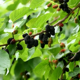 Black Mulberry Seeds (Morus Nigra)