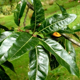 Organic Shingle Oak Seeds (Quercus Imbricaria)