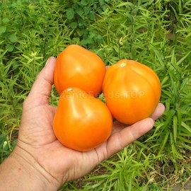 «Truffle yellow» - Organic Tomato Seeds