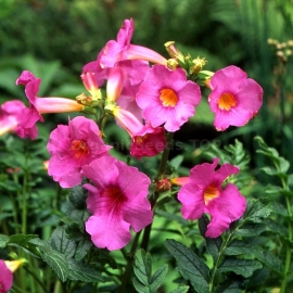 «Bees Pink» - Organic Hardy Gloxinia Seeds