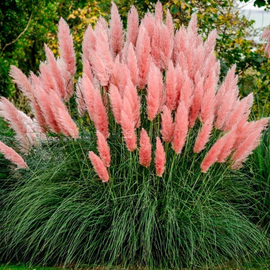 «Pink» - Organic Pampas Grass Seeds