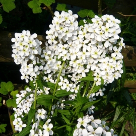 «White» - Organic Dame's Rocket Seeds