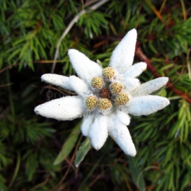 Organic Edelweiss Seeds (Leontopodium Alpinum)