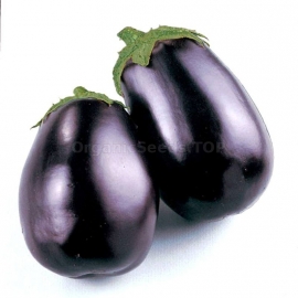 «Sauran» - Organic Eggplant Seeds