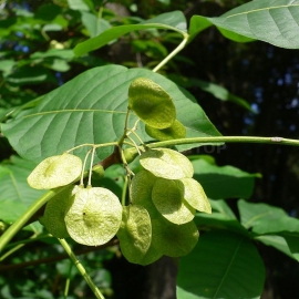 Organic Common Hoptree Seeds (Ptelea Trifoliata)