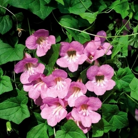 «Scandens Rose» - Organic Climbing Snapdragon Seeds