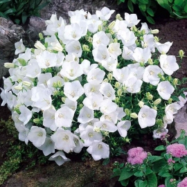 «Carpathian White» - Organic Bellflower Seeds