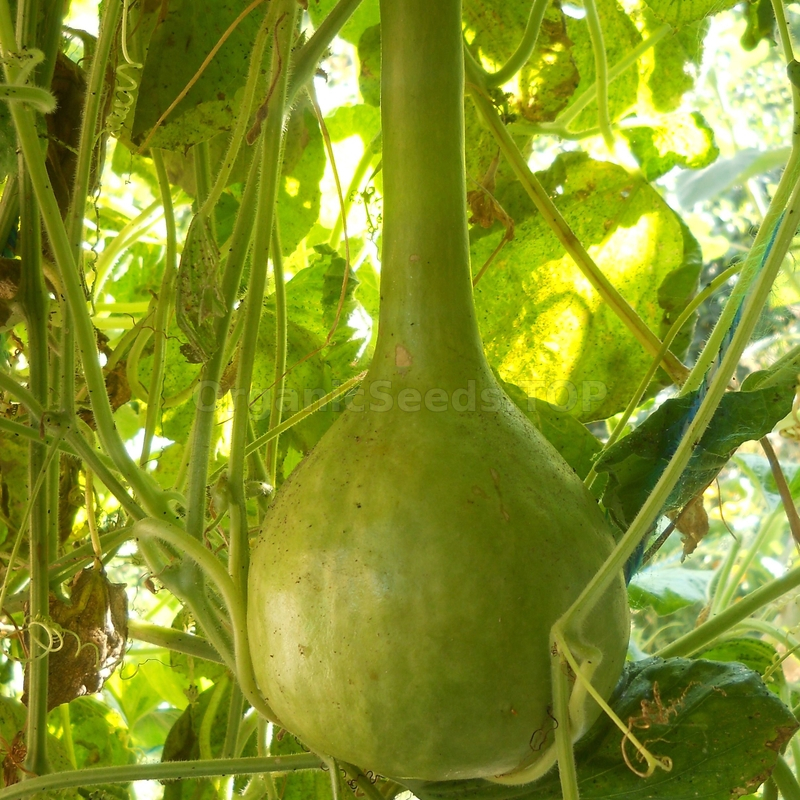 Images «Mace» Organic Calabash Seeds Shipping is free for orders