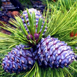 Organic Siberian Pine Seeds (Pinus Sibirica)