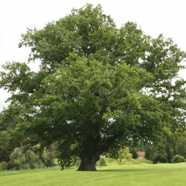 Organic Common Oak Seeds (Quercus robur)