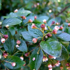 Organic Shiny Cotoneaster Seeds (Cotoneaster lucidus)