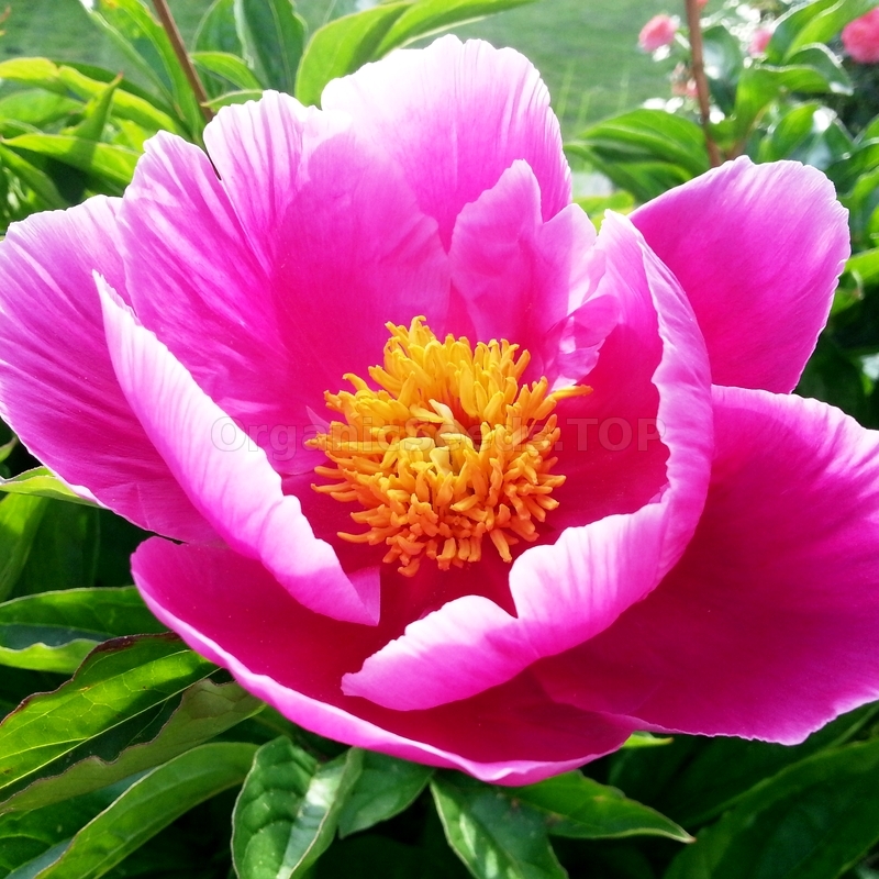 Tree Peony Seeds Paeonia Suffruticosa Stock Photo 1645211593