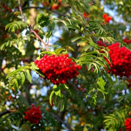 Organic Rowan Seeds (Sorbus Aucuparia)