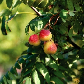 Organic Service Tree Seeds (Sorbus Domestica)