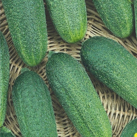 «Moringa» - Organic Cucumber Seeds
