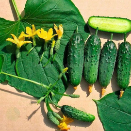 «Room» - Organic Cucumber Seeds