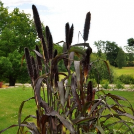 «Purple miracle» - Organic Pennisetum Seeds
