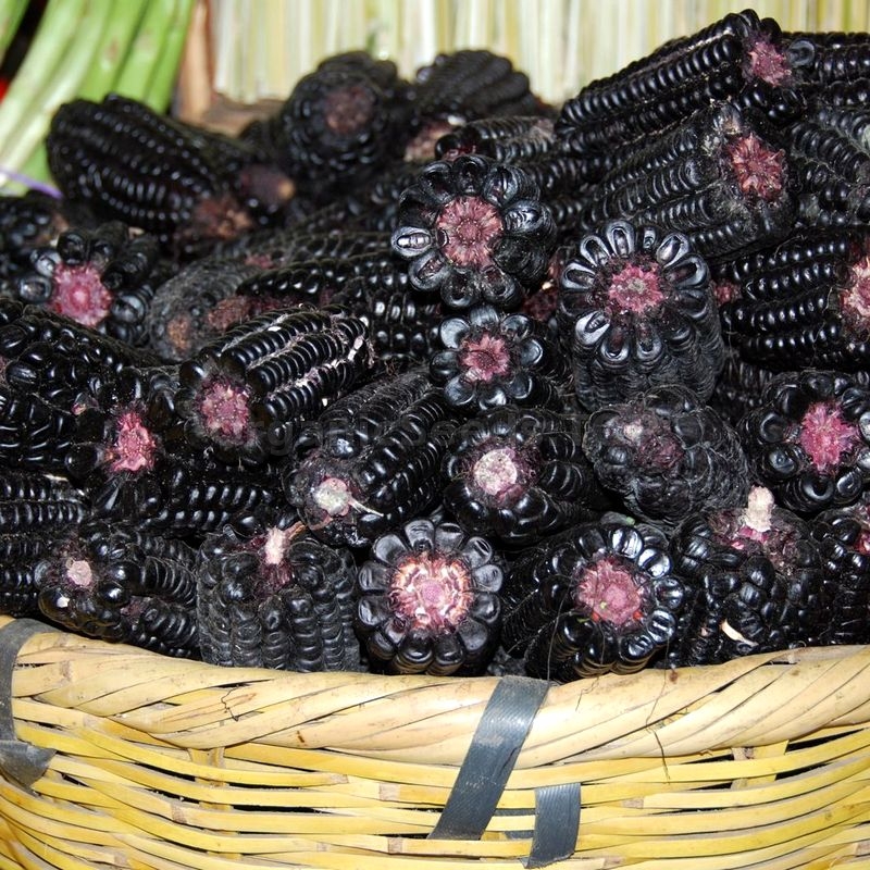 Black Aztec» - Organic Corn Seeds - ❀ Shipping is free for orders over €50