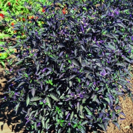 «Black Olive» - Organic Ornamental Pepper Seeds