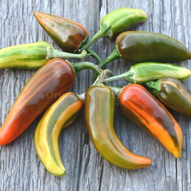 «Variegated Fish» - Organic Hot Pepper Seeds