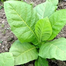«Tennessee» Heirloom Tobacco Seeds