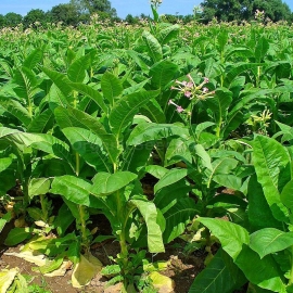«Connecticut Broadleaf» Heirloom Tobacco Seeds