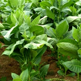 «Cuban» Heirloom Tobacco Seeds