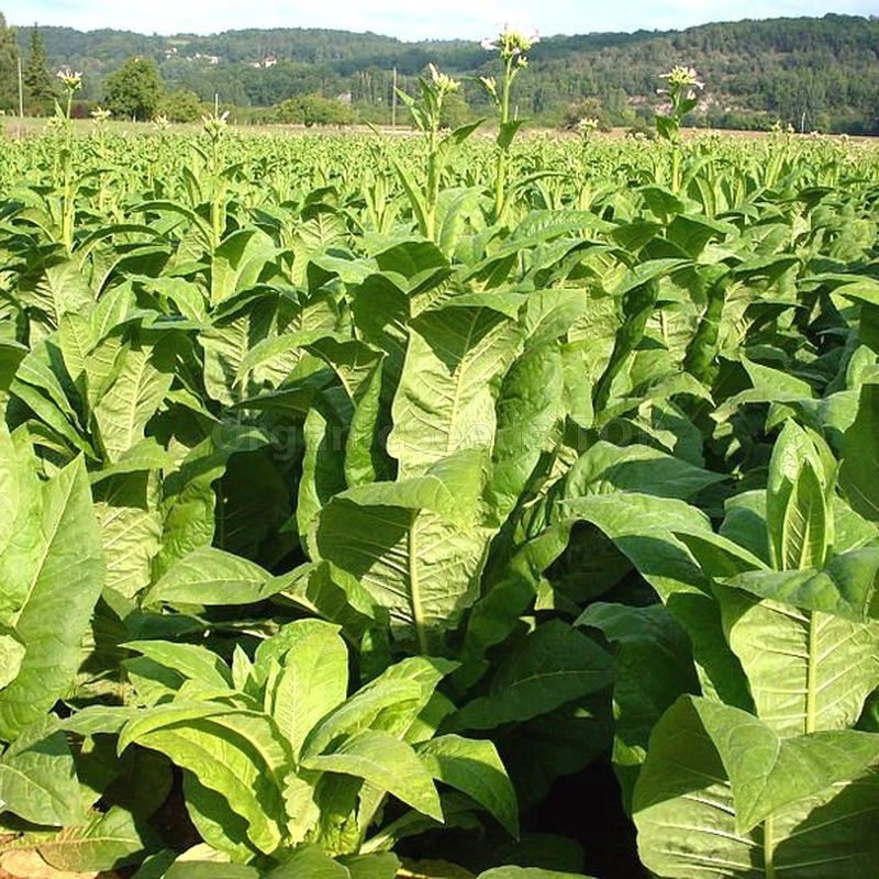 «Kentucky» Heirloom Tobacco Seeds Shipping is free for orders over €50