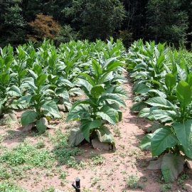 «Black Mammoth» Heirloom Tobacco Seeds