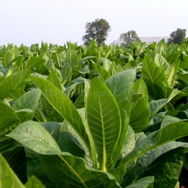 «Havana» Heirloom Tobacco Seeds