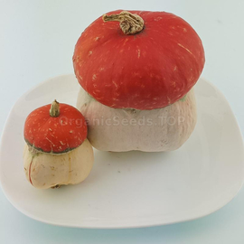 «Turban» - Organic Pumpkin Seeds
