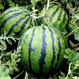 «Skarb» - Organic Watermelon Seeds