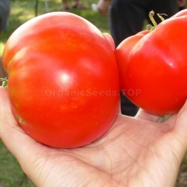 «Talan» - Organic Tomato Seeds