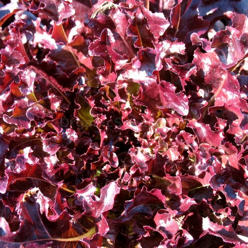 «Red Salad Bowl» Organic Salad Seeds Shipping is free for orders
