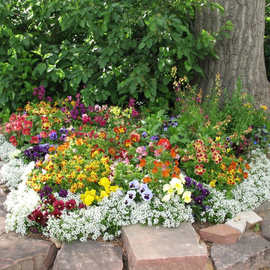 «Border» - Flower mix seeds