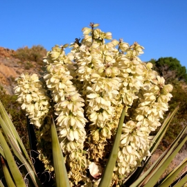 Organic Adam's Needle Seeds (Yucca Filamentosa)