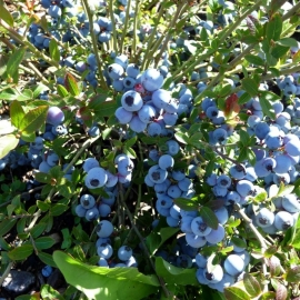 Blueberry Seeds (Vaccinium Corymbosum)