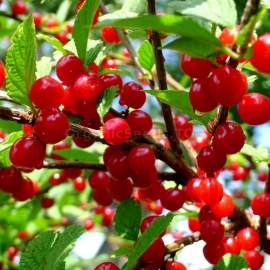 Nanking Cherry Seeds (Prunus tomentosa)