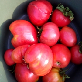 «Malinovka» - Organic Tomato Seeds