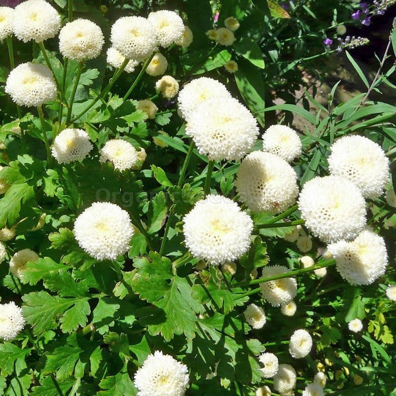 Parthenia Spring «Snowball» - Organic Parthenium Seeds - Shipping is free for orders ...