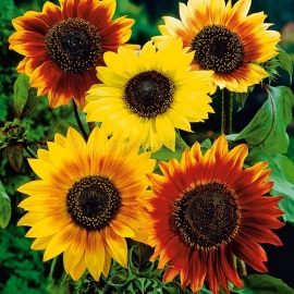 «Mix» - Organic Decorative Sunflower Seeds