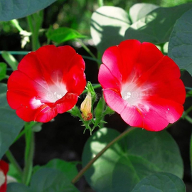 «Red» - Organic Ipomoea Seeds