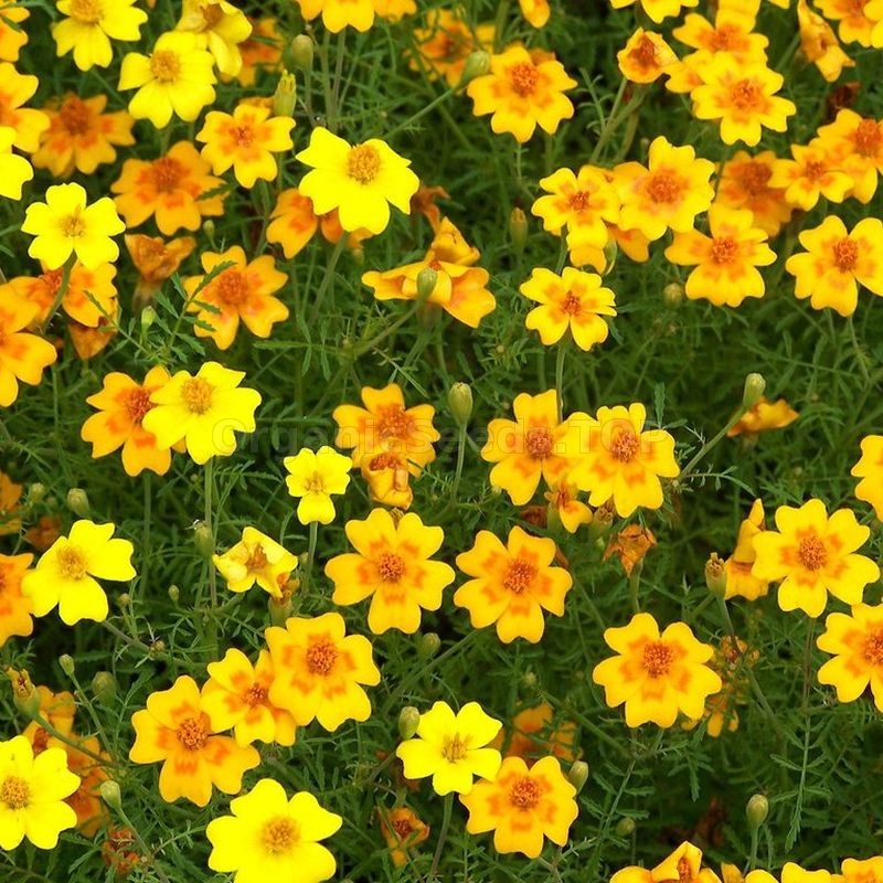 «Orange Dwarf» - Organic Tagetes Seeds - Shipping is free for orders ...