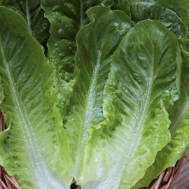 «Romen Bionda Montare» - Organic Salad Seeds