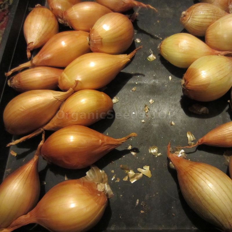 Shallot Long French Onion Seeds - Cena: €1.95